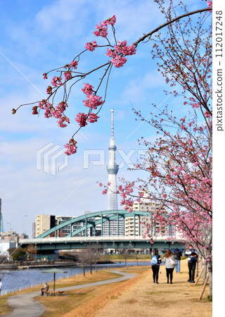 Skytree seen from the former Nakagawa promenade with cherry blossoms in bloom Skytree seen from the former Nakagawa promenade with cherry blossoms in bloom 112017248