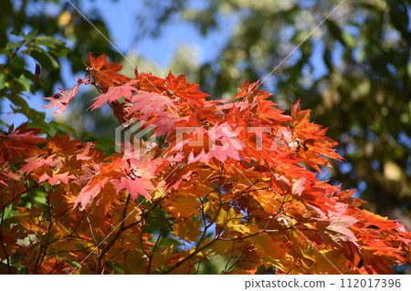 Bright red autumn leaves Bright red autumn leaves 112017396