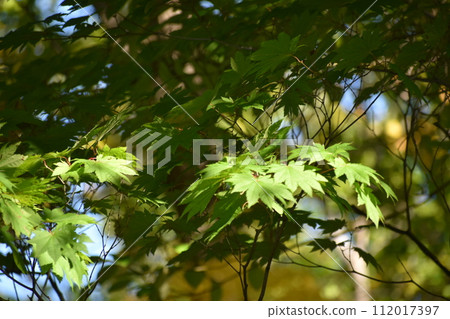 Autumn leaves shining in the backlight Autumn leaves shining in the backlight 112017397