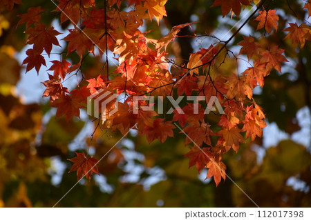 Momiji who changed leaves Momiji who changed leaves 112017398