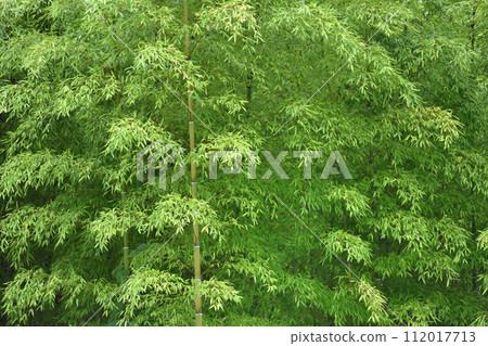 竹林鬱鬱蔥蔥,綠葉茂盛 竹林鬱鬱蔥蔥,綠葉茂盛 112017713