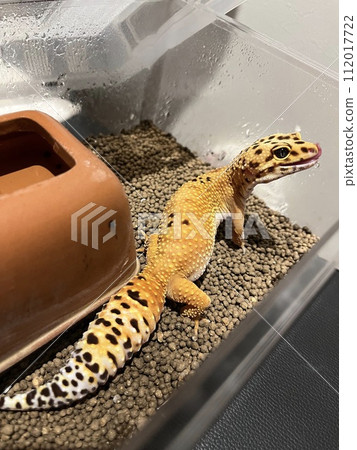 tongue licking 112017722