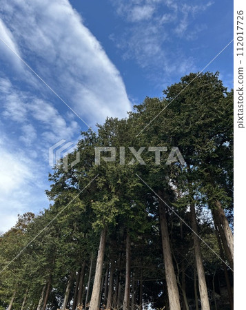 Sky and tree Sky and tree 112017726