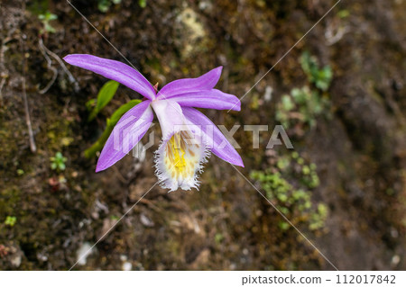 Alishan National Park Orchid Alishan National Park Orchid 112017842