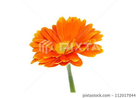 [Gerbera] (Depth synthesis) 112017844