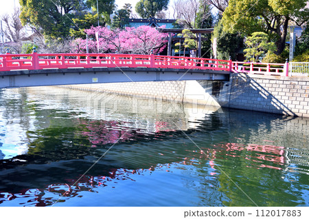 Brightly blooming early cherry blossoms and red shrine bridge at Ebara Shrine in Shinagawa 112017883