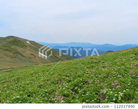 A flower garden of alpine plants seen from just below the summit of Mt. Hirashi, located on the border between Niigata and Gunma prefectures. A flower garden of alpine plants seen from just below the summit of Mt. Hirashi, located on the border between Niigata and Gunma prefectures. 112017890