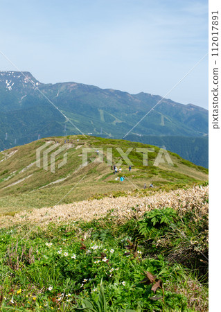 A flower garden of alpine plants seen from just below the summit of Mt. Hirashi, located on the border between Niigata and Gunma prefectures. 112017891
