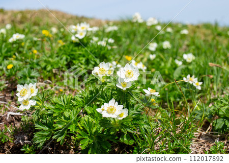 Hakusanichige, an alpine plant, can be seen just below the summit of Mt. Hirabe, on the border between Niigata and Gunma prefectures. 112017892