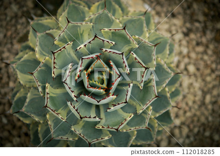 top view of beautiful agave leaves planting at home succulent garden 112018285