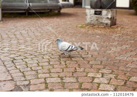 Urban Pigeon on Pavement Walkway. Urban Pigeon Walking Along the Road. Witness the simplicity of urban life with this image capturing a pigeon leisurely strolling along a tiled pavement walkway. The 112018476