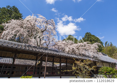 Cherry blossoms blooming next to the main hall Cherry blossoms blooming next to the main hall 112018629