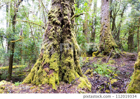 Creepy Crawly Trail in Tasmania Australia Creepy Crawly Trail in Tasmania Australia 112019334
