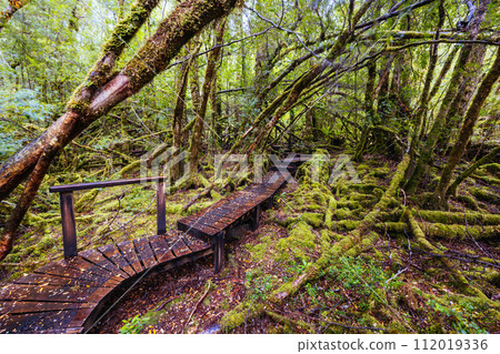 Creepy Crawly Trail in Tasmania Australia 112019336