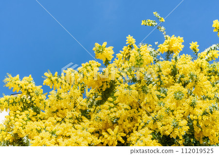 Spring mimosa in full bloom 112019525