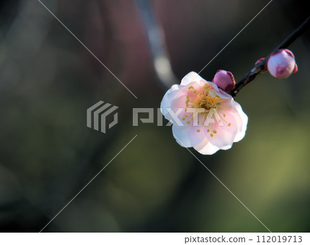 Plum blossoms blooming in February ``Yaeasahi'' 112019713