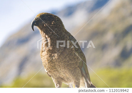 Milford Sound care 112019942