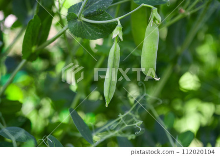 green peas 112020104