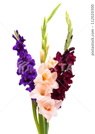 gladiolus flower isolated 112020300