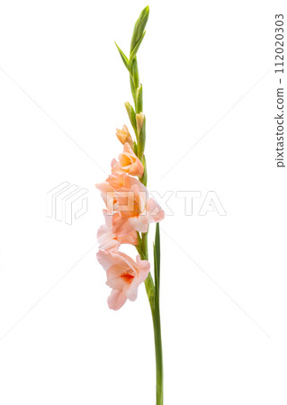 gladiolus flower isolated gladiolus flower isolated 112020303