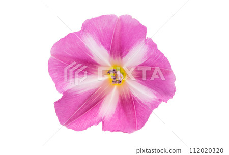 field bindweed flowers isolated field bindweed flowers isolated 112020320