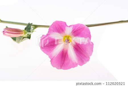 field bindweed flowers isolated 112020321