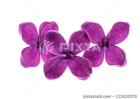 lilac flowers isolated 112020379