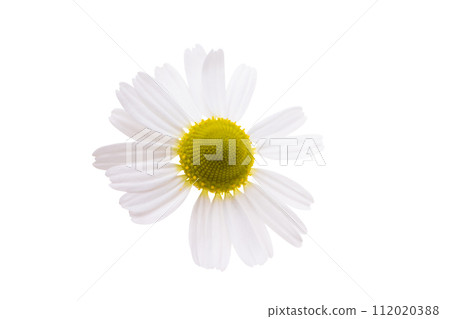 medicinal chamomile isolated medicinal chamomile isolated 112020388