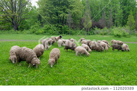 sheep grazing sheep grazing 112020389
