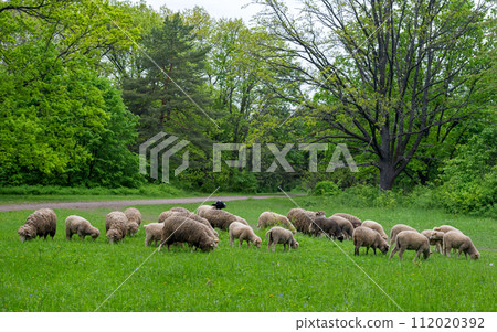 sheep grazing sheep grazing 112020392