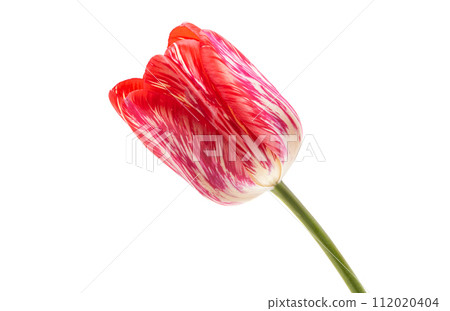 tulip flowers isolated tulip flowers isolated 112020404
