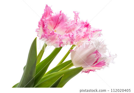 tulip flowers isolated 112020405