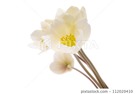 hellebore flowers isolated hellebore flowers isolated 112020410