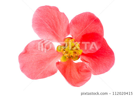 Chinese quince flowers Chinese quince flowers 112020415