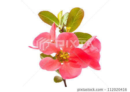Chinese quince flowers 112020416