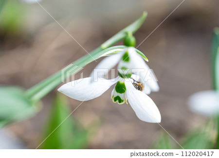 snowdrops bloomed 112020417