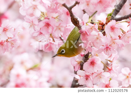 河津櫻花與繡眼鳥_01 河津櫻花與繡眼鳥_01 112020576