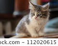 kitten close-up portrait sitting and looking at the camera 112020615