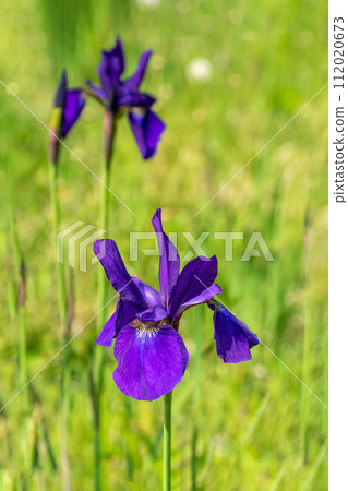 Iris Iris 112020673