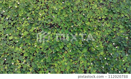 Lotus green leaf wall with plant Lotus green leaf wall with plant 112020788