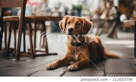 dog in the cafe dog in the cafe 112020790