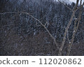 白雪覆蓋的樹木 112020862