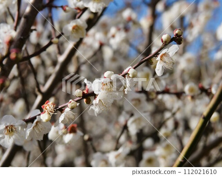 White plum blossoms blooming in the park White plum blossoms blooming in the park 112021610