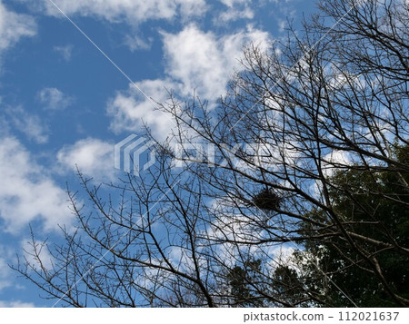 從樹木附近仰望天空的風景 從樹木附近仰望天空的風景 112021637