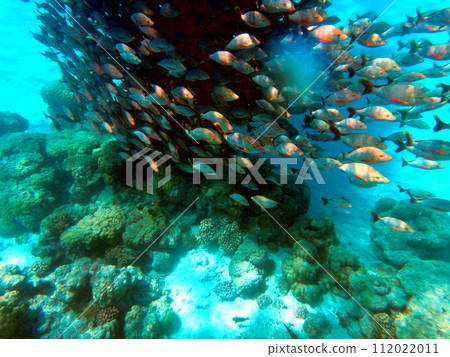 塔希提島朗伊羅阿環礁魚群 塔希提島朗伊羅阿環礁魚群 112022011
