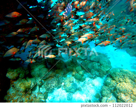 Tahiti Rangiroa Atoll school of fish 112022012