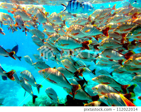 Tahiti Rangiroa Atoll school of fish Tahiti Rangiroa Atoll school of fish 112022014