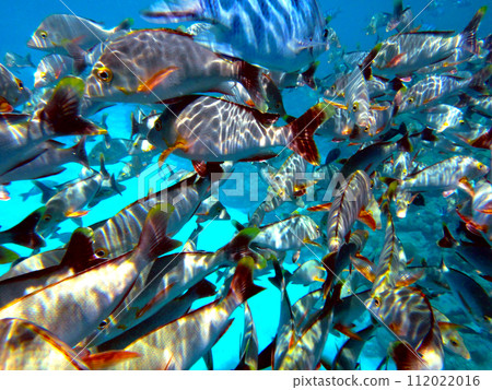 Tahiti Rangiroa Atoll school of fish 112022016
