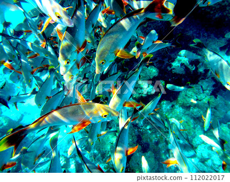Tahiti Rangiroa Atoll school of fish 112022017