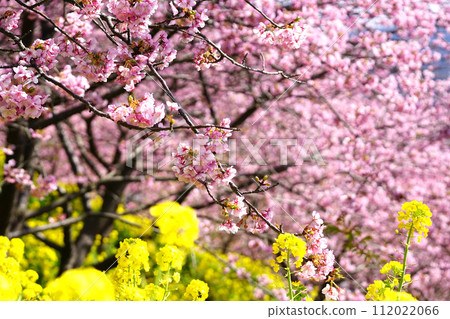 河津櫻花 112022066